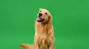 Dog on a green screen