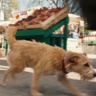 Dog + dragon